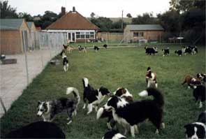 collie dog breeders