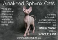 cat breeders,sphynx cats, Scotland
