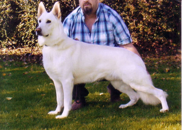 German Shepherd - Gloucester